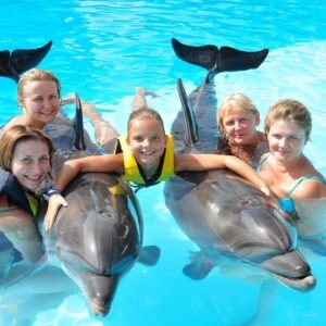 Dolphin Show interattivo